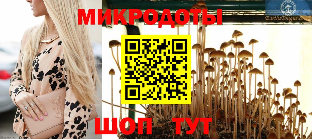Галлюциногенные грибы Psilocybe Норильск